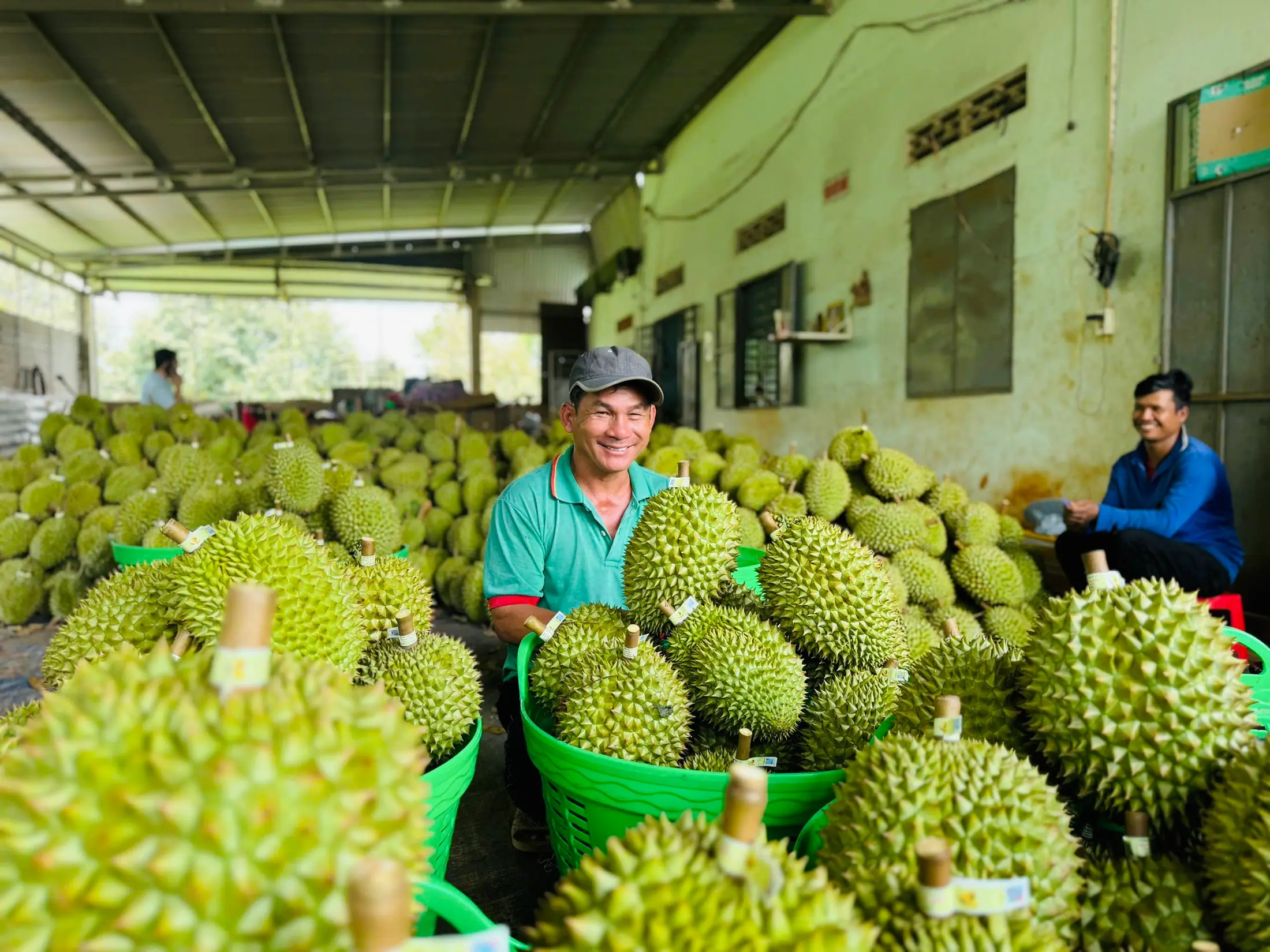 Trạm thu mua sầu riêng