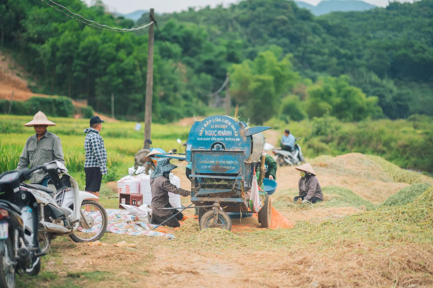 Nông dân tuốt lúa bên ruộng