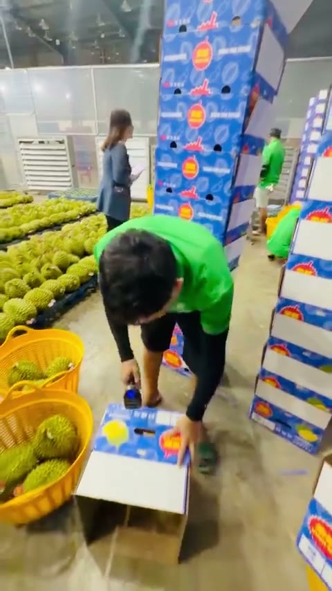 Thu hoạch & cân điện tử — Ghi nhận sản lượng trực quan thực địa